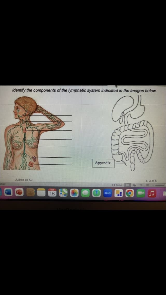 tes)
Identify the components of the lymphatic system indicated in the images below.
Juárez de Ku
OCT
Appendix
O
zoom
W
Focus
O
p. 3 of 5