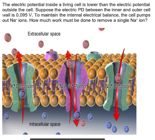 The electric potential inside a living cell is lower than the electric potential
outside the cell. Suppose the electric PD between the inner and outer cell
wall is 0.095 V. To maintain the internal electrical balance, the cell pumps
out Na' ions. How much work must be done to remove a single Na' ion?
Extracellular space
Na
Na
NE
K* Diffusion
Nat K Pump
Nat Diffusion
Intracellular space
