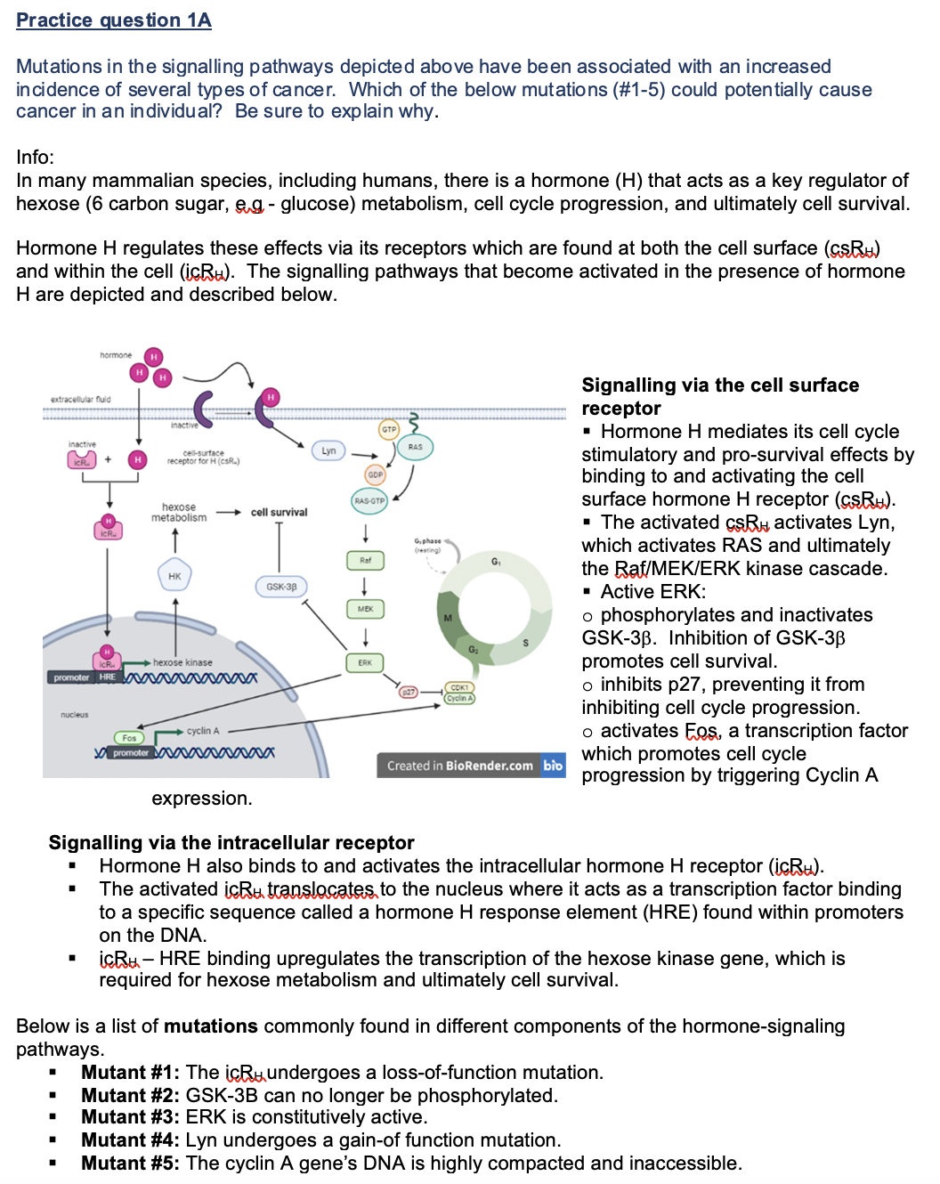 Practice ques tion 1A
Mutations in the signalling pathways depicted above have been associated with an increased
incidence of several types of cancer. Which of the below mutations (#1-5) could potentially cause
cancer in an individual? Be sure to explain why.
Info:
In many mammalian species, including humans, there is a hormone (H) that acts as a key regulator of
hexose (6 carbon sugar, eg - glucose) metabolism, cell cycle progression, and ultimately cell survival.
Hormone H regulates these effects via its receptors which are found at both the cell surface (csRu)
and within the cell (icRu). The signalling pathways that become activated in the presence of hormone
H are depicted and described below.
hormone
Signalling via the cell surface
receptor
Hormone H mediates its cell cycle
stimulatory and pro-survival effects by
binding to and activating the cell
surface hormone H receptor (csRu).
· The activated csBH activates Lyn,
which activates RAS and ultimately
the Raf/MEK/ERK kinase cascade.
· Active ERK:
o phosphorylates and inactivates
GSK-3B. Inhibition of GSK-3B
promotes cell survival.
o inhibits p27, preventing it from
inhibiting cell cycle progression.
o activates Eos, a transcription factor
which promotes cell cycle
progression by triggering Cyclin A
extracellular fluid
inactive
GTP
inactive
RAS
Lyn
cell-surtace
receptor for H (csR.)
GDP)
RAS-GTP
hexose
metabolism
cell survival
ICR.
Giphase
(resting)
Raf
G,
HK
GSK-3B
MEK
G2
icR.
hexose kinase
ERK
promoter HRE a
COKI
Cyclin A
nucleus
Fos
cyclin A
O promoter M
Created in BioRender.com bio
expression.
Signalling via the intracellular receptor
Hormone H also binds to and activates the intracellular hormone H receptor (icRu).
The activated icRu translocates to the nucleus where it acts as a transcription factor binding
to a specific sequence called a hormone H response element (HRE) found within promoters
on the DNA.
icRu- HRE binding upregulates the transcription of the hexose kinase gene, which is
required for hexose metabolism and ultimately cell survival.
Below is a list of mutations commonly found in different components of the hormone-signaling
pathways.
Mutant #1: The içRuundergoes a loss-of-function mutation.
Mutant #2: GSK-3B can no longer be phosphorylated.
Mutant #3: ERK is constitutively active.
Mutant #4: Lyn undergoes a gain-of function mutation.
Mutant #5: The cyclin A gene's DNA is highly compacted and inaccessible.
-0-0-0
