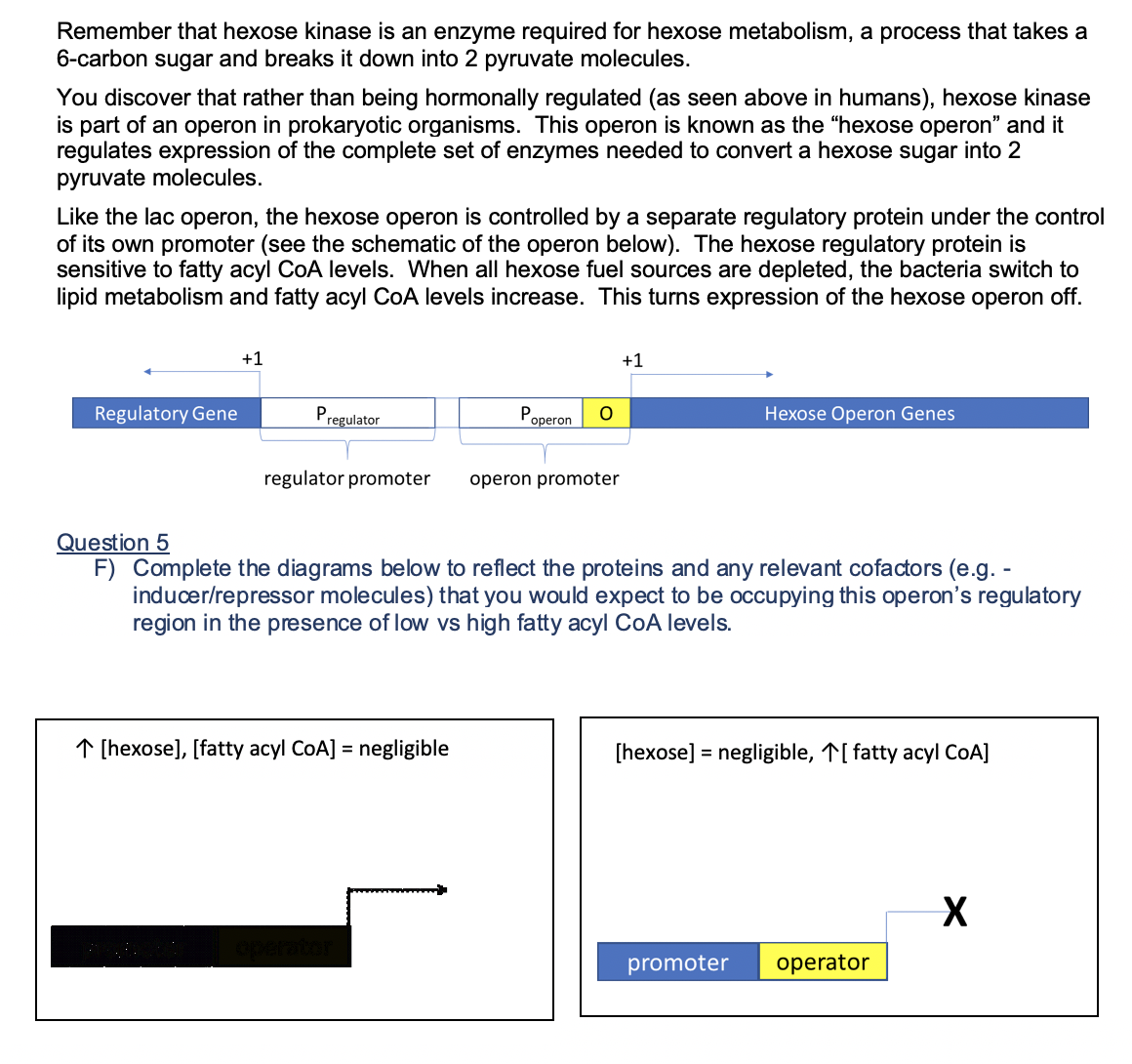 Remember that hexose kinase is an enzyme required for hexose metabolism, a process that takes a
6-carbon sugar and breaks it down into 2 pyruvate molecules.
You discover that rather than being hormonally regulated (as seen above in humans), hexose kinase
is part of an operon in prokaryotic organisms. This operon is known as the "hexose operon" and it
regulates expression of the complete set of enzymes needed to convert a hexose sugar into 2
pyruvate molecules.
Like the lac operon, the hexose operon is controlled by a separate regulatory protein under the control
of its own promoter (see the schematic of the operon below). The hexose regulatory protein is
sensitive to fatty acyl CoA levels. When all hexose fuel sources are depleted, the bacteria switch to
lipid metabolism and fatty acyl CoA levels increase. This turns expression of the hexose operon off.
+1
+1
Regulatory Gene
Pregulator
Poperon
Hexose Operon Genes
regulator promoter
operon promoter
Question 5
F) Complete the diagrams below to reflect the proteins and any relevant cofactors (e.g. -
inducer/repressor molecules) that you would expect to be occupying this operon's regulatory
region in the presence of low vs high fatty acyl CoA levels.
↑ [hexose], [fatty acyl CoA] = negligible
[hexose] = negligible, T[ fatty acyl COA]
%3D
promoter
operator
