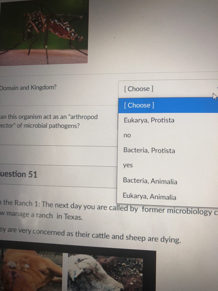 Domain and Kingdom?
[ Choose ]
[ Choose ]
an this organism act as an "arthropod
rector" of microbial pathogens?
Eukarya, Protista
no
Bacteria, Protista
yes
uestion 51
Bacteria, Animalia
Eukarya, Animalia
n the Ranch 1: The next day you are called by former microbiology c
w manage a ranch in Texas.
ey are very concerned as their cattle and sheep are dying.
