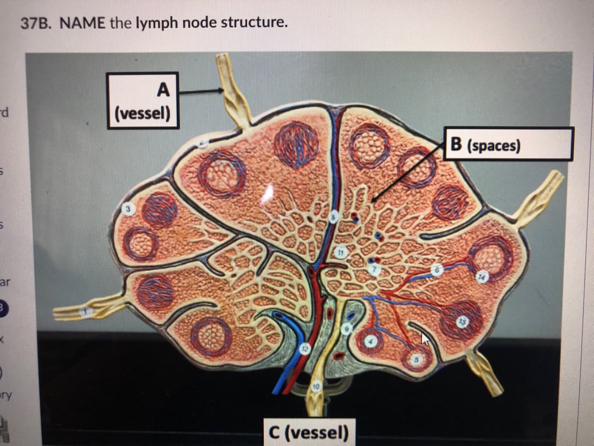 37B. NAME the lymph node structure.
A
p-
(vessel)
B (spaces)
ar
12
ry
C (vessel)
