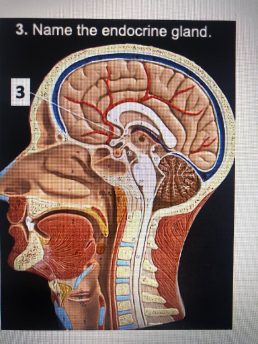 3. Name the endocrine gland.
3
