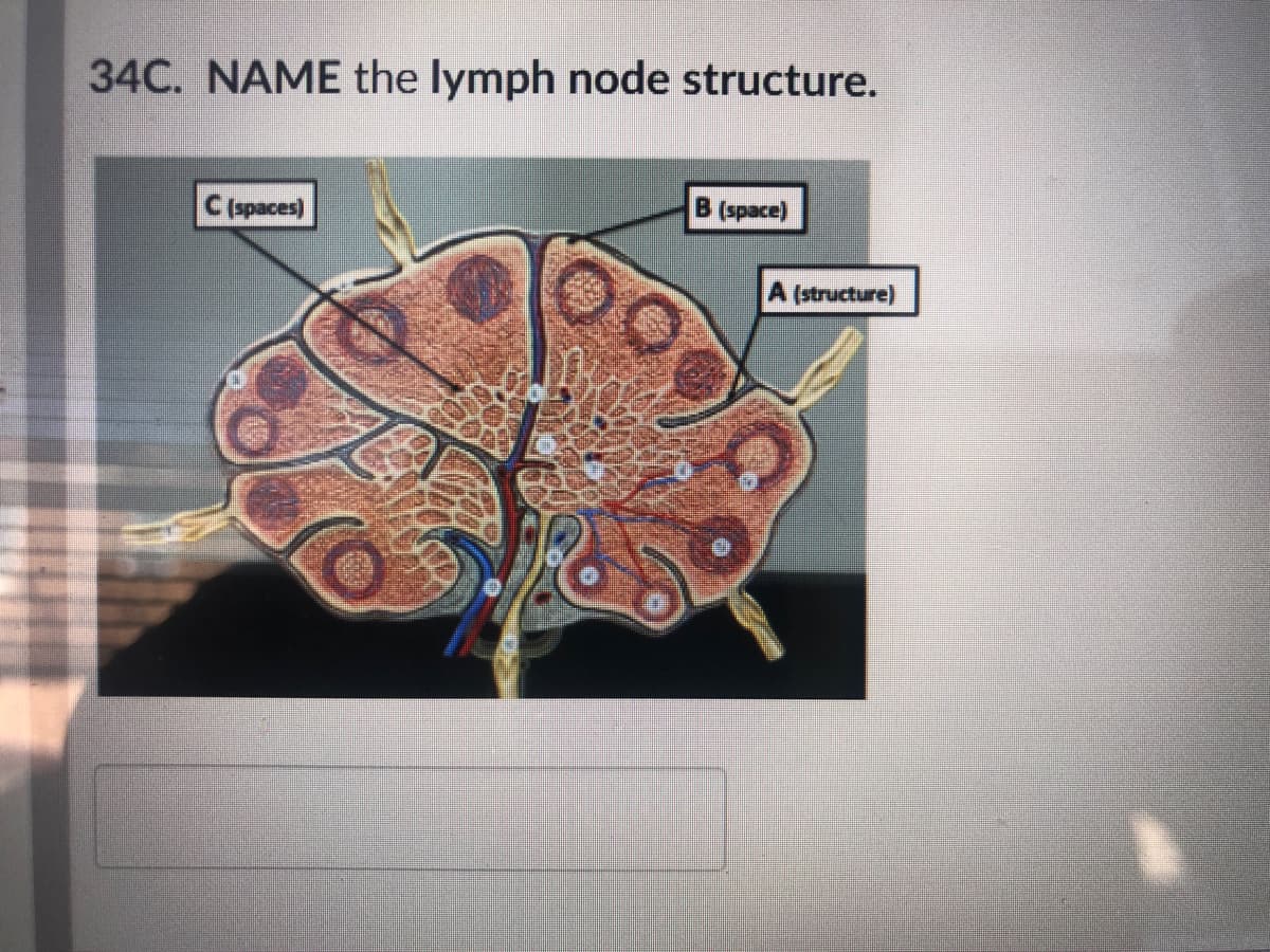 34C. NAME the lymph node structure.
C(spaces)
B (space)
A (structure)
