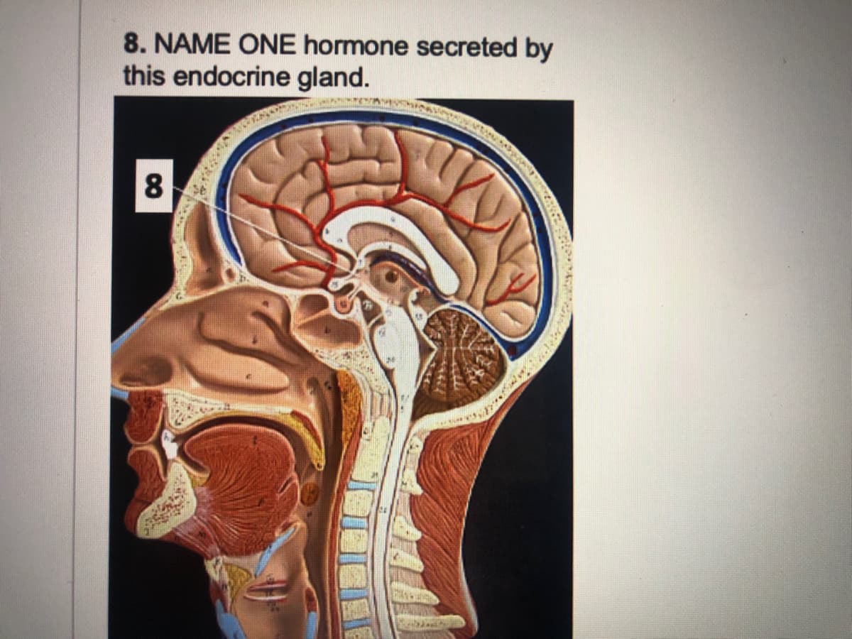 8. NAME ONE hormone secreted by
this endocrine gland.
8.
