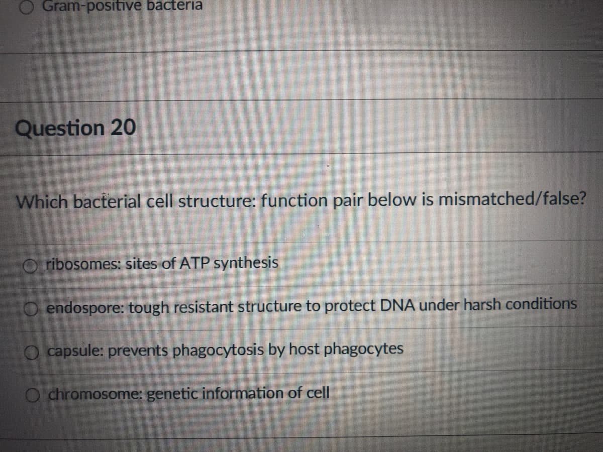 Gram-positive bacteria
Question 20
Which bacterial cell structure: function pair below is mismatched/false?
O ribosomes: sites of ATP synthesis
endospore: tough resistant structure to protect DNA under harsh conditions
capsule: prevents phagocytosis by host phagocytes
chromosome: genetic information of cell
