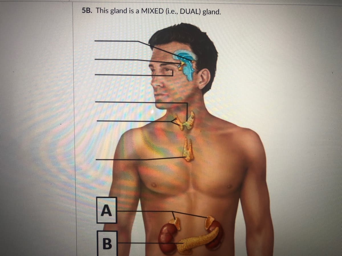 5B. This gland is a MIXED (i.e., DUAL) gland.
A
B
