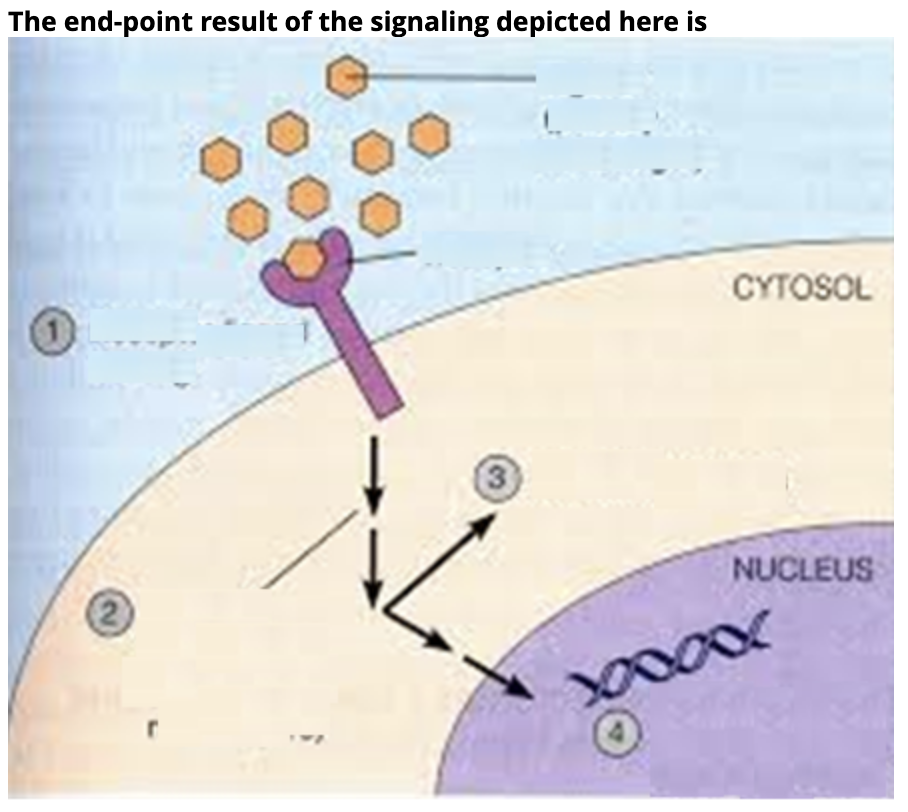 The end-point result of the signaling depicted here is
2
CYTOSOL
3
NUCLEUS