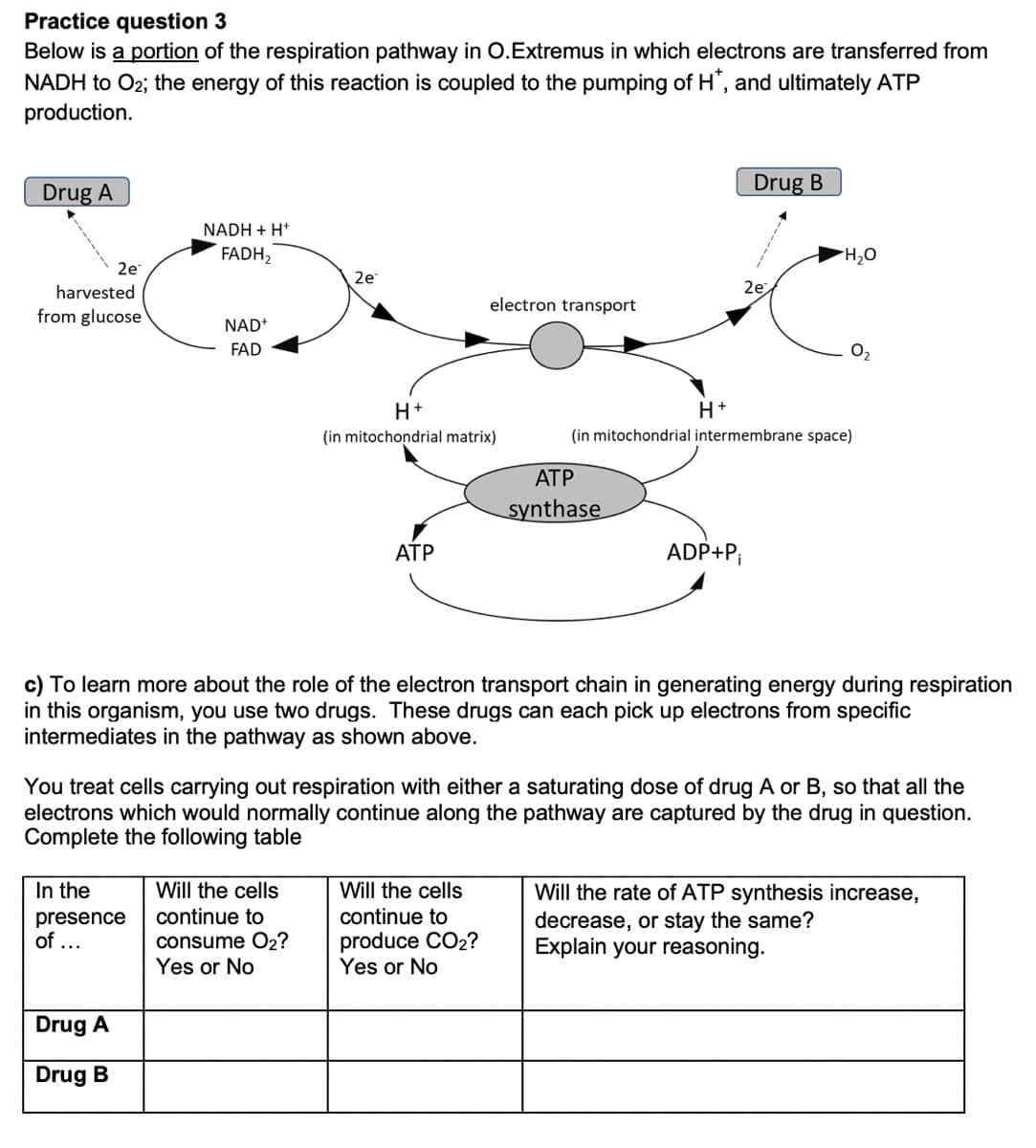 Practice question 3
Below is a portion of the respiration pathway in O.Extremus in which electrons are transferred from
NADH to O2; the energy of this reaction is coupled to the pumping of H", and ultimately ATP
production.
Drug A
Drug B
NADH + H*
FADH,
2e
2e
harvested
2e,
electron transport
from glucose
NAD+
FAD
O2
H+
(in mitochondrial matrix)
(in mitochondrial intermembrane space)
АТР
synthase
АТР
ADP+P¡
c) To learn more about the role of the electron transport chain in generating energy during respiration
in this organism, you use two drugs. These drugs can each pick up electrons from specific
intermediates in the pathway as shown above.
You treat cells carrying out respiration with either a saturating dose of drug A or B, so that all the
electrons which would normally continue along the pathway are captured by the drug in question.
Complete the following table
In the
Will the rate of ATP synthesis increase,
decrease, or stay the same?
Explain your reasoning.
Will the cells
Will the cells
continue to
continue to
presence
of ..
consume O2?
Yes or No
produce CO2?
Yes or No
Drug A
Drug B
