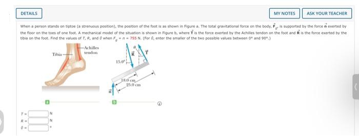 MY NOTES
ASK YOUR TEACHER
When a person stands on tiptoe (a strenuous position), the position of the foot is as shown in Figure a. The total gravitational force on the body, F is supported by the force n exerted by
the floor on the toes of one foot. A mechanical model of the situation is shown in Figure b, where is the force exerted by the Achilles tendon on the foot and R is the force exerted by the
tibia on the foot. Find the values of T, R, and when F-n- 755 N. (For 6, enter the smaller of the two possible values between 0 and 90°.)
DETAILS
R
-Achilles
tendon
15.0
XX
180 cm
Tibia-
N
N
.
250 cm
@