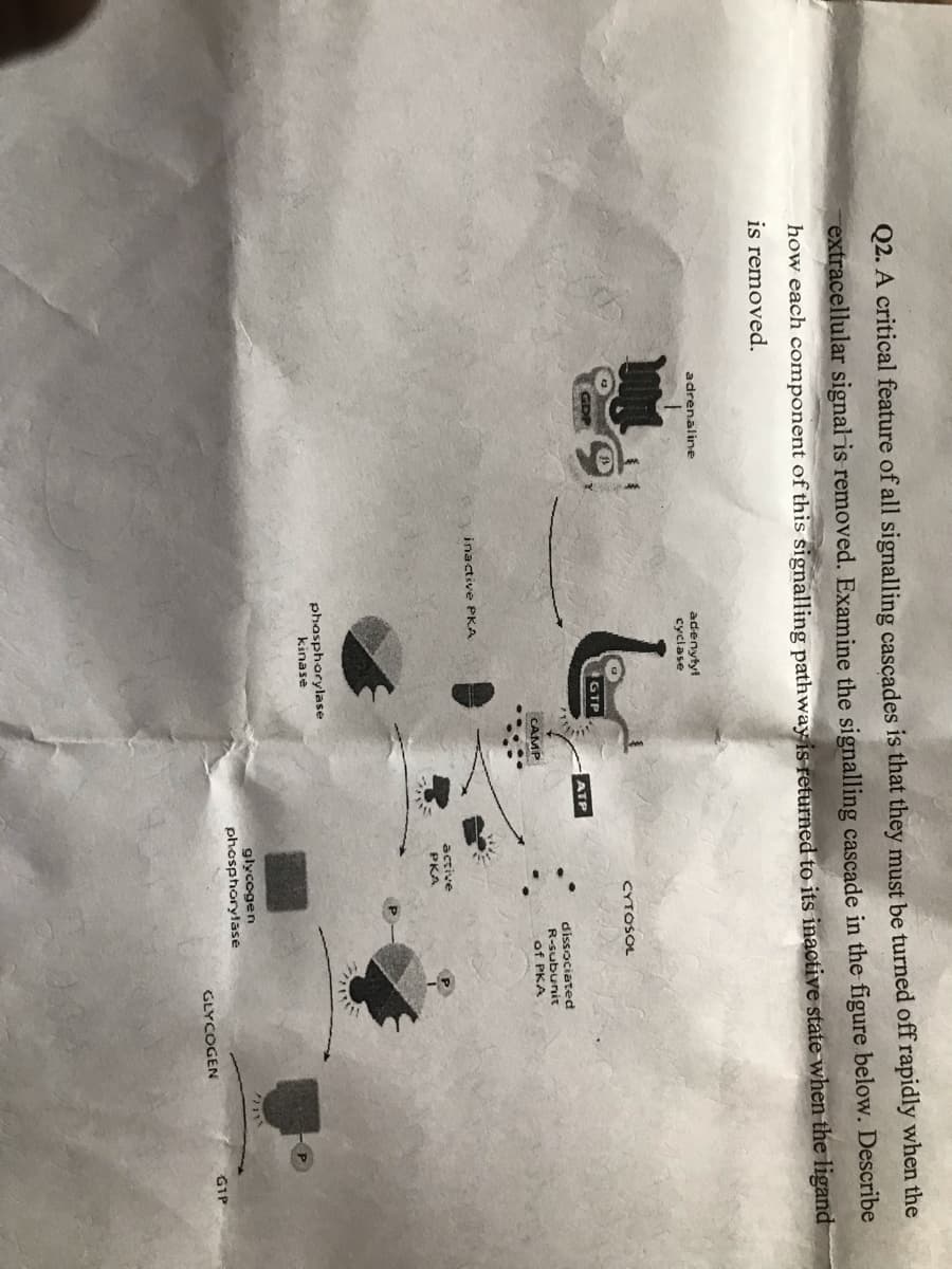 Q2. A critical feature of all signalling cascades is that they must be turned off rapidly when the
extracellular signal is removed. Examine the signalling cascade
the figure below. Describe
how each component of this signalling pathway is returned to its inactive state when the ligand
is removed.
adrenaline
adenytyt
cyclase
CYTOSOL
GDP
GTP
ATP
dissociated
R-subunit
of PKA
CAMP
inactive PKA
active
PKA
phaspharylase
kinase
glycogen
phosphorylase
G1P
GLYCOGEN
