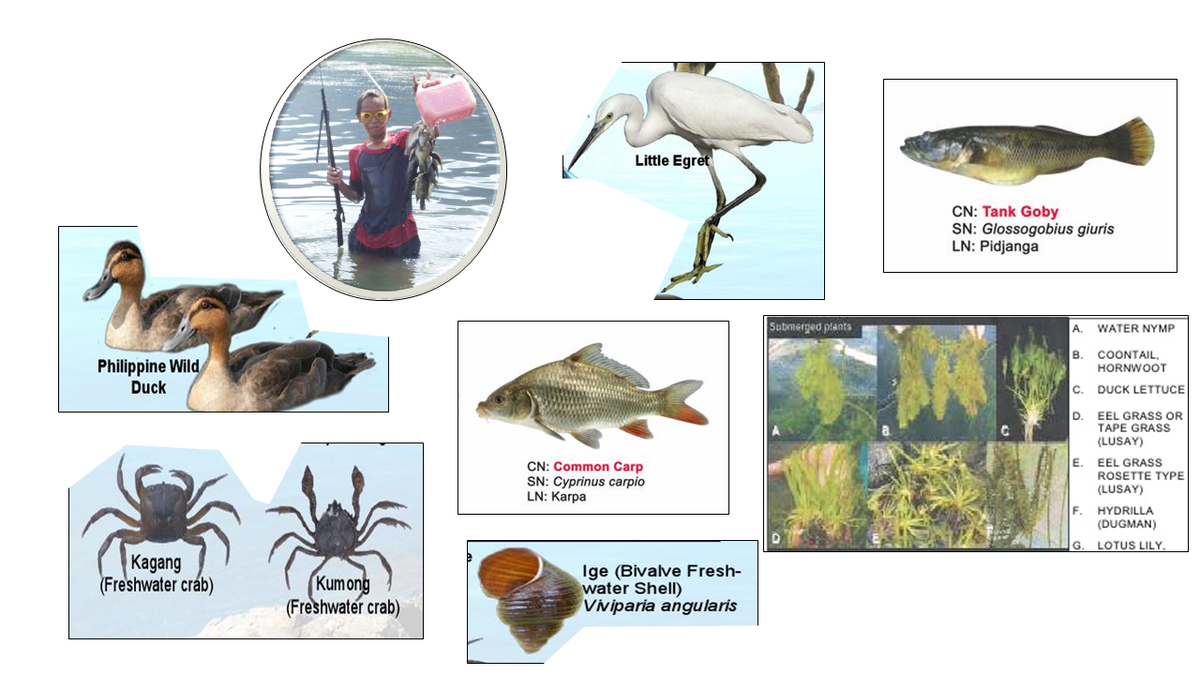 Philippine Wild
Duck
Kagang
(Freshwater crab)
Kumong
(Freshwater crab)
Little Egret
CN: Common Carp
SN: Cyprinus carpio
LN: Karpa
Ige (Bivalve Fresh-
water Shell)
Viviparia angularis
Submerged plants
CN: Tank Goby
SN: Glossogobius giuris
LN: Pidjanga
A. WATER NYMP
B.
COONTAIL,
HORNWOOT
C.
DUCK LETTUCE
D.
EEL GRASS OR
TAPE GRASS
(LUSAY)
E.
EEL GRASS
ROSETTE TYPE
(LUSAY)
F.
HYDRILLA
(DUGMAN)
G. LOTUS LILY.