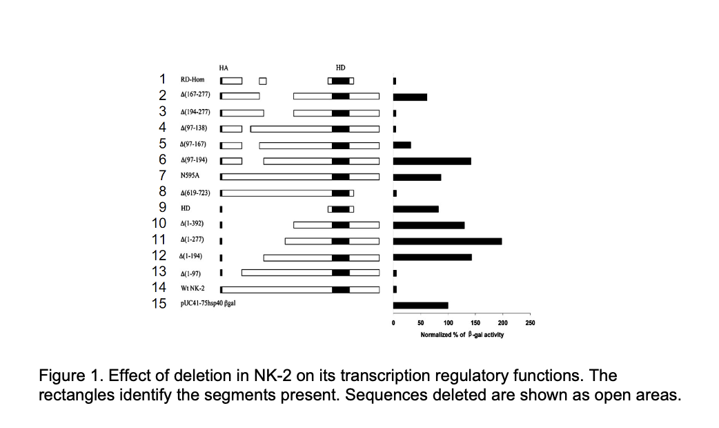 1 RD-Hom
-234567890123
11
12
13
14
15
A(167-277)
A(194-277)
A(97-138)
A(97-167)
A(97-194)
N595A
A(619-723)
HD
HA
I
I
A(1-392)
A(1-277) I
A(1-194) I
A(1-97) I
Wt NK-2
pUC41-75hsp40 Bgal
0
HD
100
150
200
Normalized % of B-gal activity
50
250
Figure 1. Effect of deletion in NK-2 on its transcription regulatory functions. The
rectangles identify the segments present. Sequences deleted are shown as open areas.