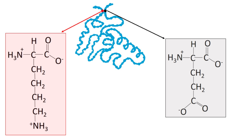 но
но
H,N C C
H3N-C C
CH2
CH,
CH2
CH2
CH2
CH2
O-
*NH3
