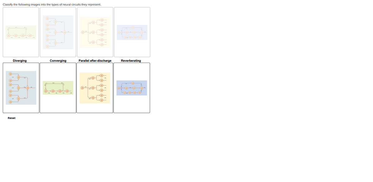 Classify the following images into the types of neural circuits they represent.
Diverging
Reset
Converging
Parallel after-discharge
Reverberating