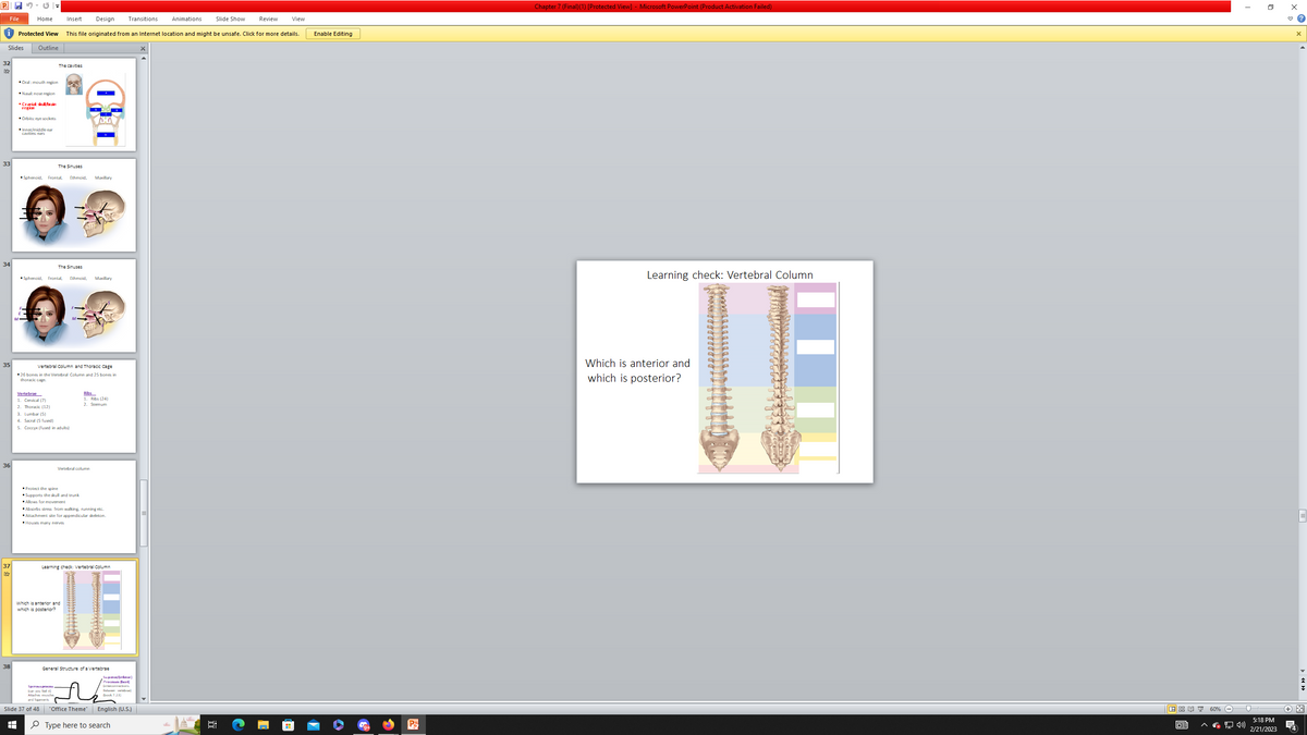 P
File
Protected View
Slides Outline
32
SA
33
34
35
36
37
SX
38
Home
Oral: mouth region
Nasal: nose region
Cranial skull/brain
region
Orbits:
+
Inner/middle ear
cavities: ears
Vertebrae
1. Cervical (7)
2. Thoracic (12)
Insert Design Transitions
This file originated from an Internet location and might be unsafe. Click for more details.
The cavities
The Sinuses
Sphenoid. Frontal, Ethmoid, Maxillary
The Sinuses
Sphenoid. Frontal, Ethmoid, Maxillary
Slide 37 of 48
Vertebral Column and Thoracic Cage
26 bones in the Vertebral Column and 25 bones in
thoracic cage.
3. Lumbar (5)
4. Sacral (5 fused)
5. Coccyx (fused in adults)
Spinous process
(can you fi
Attaches muscle
and ligaments
Which is anterior and
which is posterior?
SHO
·
Vertebral column
Protect the spine
Supports the skull and trunk
Allows for movement
Absorbs stress from walking, running etc.
Attachment site for appendicular skeleton.
Houses many nerves
Ribs
1. Ribs (24)
2. Sternum
Learning check: Vertebral Column
General Structure of a Vertebrae
"Office Theme"
Supon/info)
Processes (Lacet
connections
Btw b
(book 7.23)
English (U.S.)
Type here to search
Animations
Slide Show
Review
View
Enable Editing
Po
Chapter 7 (Final)(1) [Protected View] - Microsoft PowerPoint (Product Activation Failed)
Learning check: Vertebral Column
Which is anterior and
which is posterior?
回: 60%
GE
I
(»)
5:18 PM
2/21/2023
x
X
+*