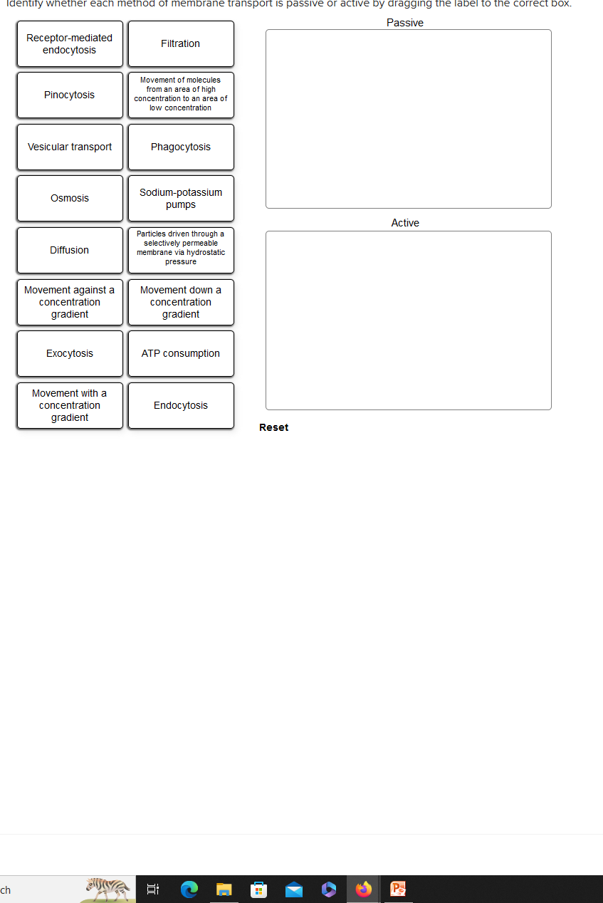 Identify whether each method of membrane transport is passive or active by dragging the label to the correct box.
Passive
ch
Receptor-mediated
endocytosis
Pinocytosis
Vesicular transport
Osmosis
Diffusion
Movement against a
concentration
gradient
Exocytosis
Movement with a
concentration
gradient
Filtration
Movement of molecules
from an area of high
concentration to an area of
low concentration
Phagocytosis
Sodium-potassium
pumps
Particles driven through a
selectively permeable
membrane via hydrostatic
pressure
Movement down a
concentration
gradient
ATP consumption
Endocytosis
F:
Ai
C
Reset
Active
P