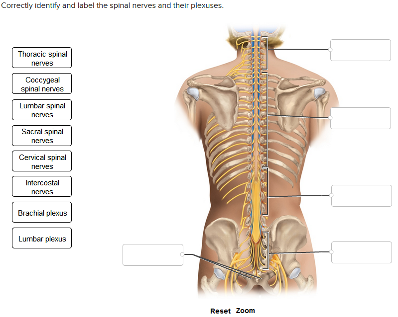 Correctly identify and label the spinal nerves and their plexuses.
Thoracic spinal
nerves
Coccygeal
spinal nerves
Lumbar spinal
nerves
Sacral spinal
nerves
Cervical spinal
nerves
Intercostal
nerves
Brachial plexus
Lumbar plexus
Reset Zoom