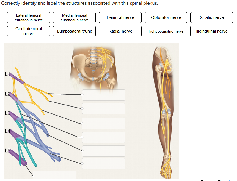 Correctly identify and label the structures associated with this spinal plexus.
Medial femoral
cutaneous nerve
Lumbosacral trunk
L1
L2
L3
L4
L5
Lateral femoral
cutaneous nerve
Genitofemoral
nerve
Femoral nerve
Radial nerve
Obturator nerve
lliohypogastric nerve
Sciatic nerve
llioinguinal nerve