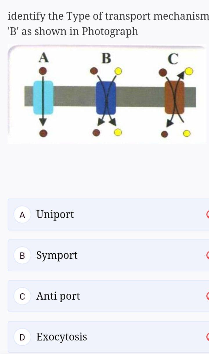 identify the Type of transport mechanism
'B' as shown in Photograph
А
В
A Uniport
в Symport
c Anti port
D Exocytosis
