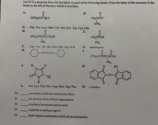 MATCH a stnucture from the list below to cach of the following terms. Place the letter of the structure in ihe
blank to the left of the term which it descrites.
A.
B.
+1H
Val-Phe-Leu-Met-Tyr-Pro Gly Trp-Cys-Glu
D.
C.
E.
(CH) CHCHOCH; Ph
1.
CH,CHCOH
F.
Asp-lyr lle Ilis-Pro-Phe-Arg-Val
Н.
G.
apoenzyme
I.
CH,
J.
K.
CH
L.
Val-lys-Phe-Gily-Arg-Met-Arg-P'he
M. vitamins
20,
an amino acid in its zwitlerionie font.
21.
the product of an Edman degradation.
22.
a carboxyl-protected amino acid,
23.
a pepticle coupling reagent.
24.
small organic molecules which act as coenzymes,
