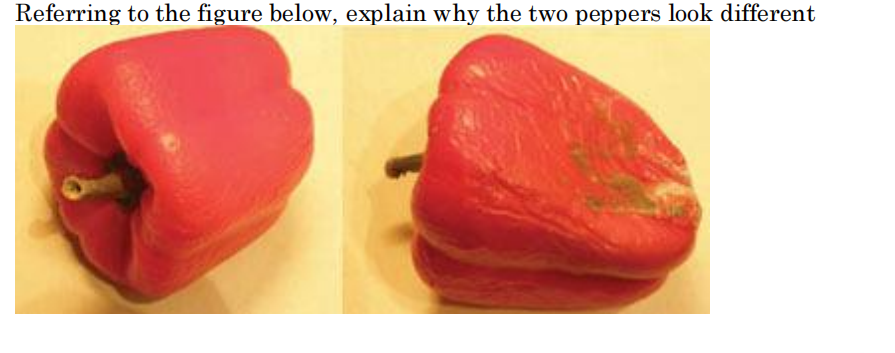 Referring to the figure below, explain why the two peppers look different
