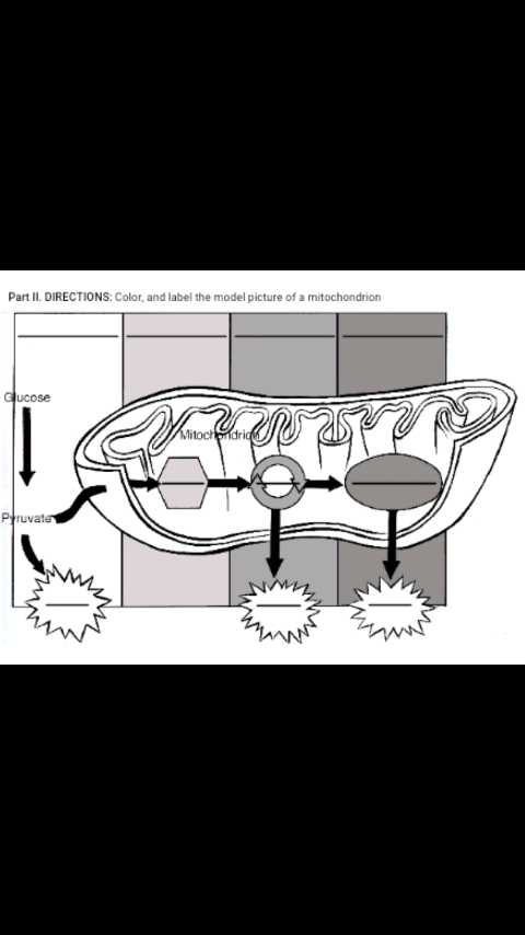 Part II. DIRECTIONS: Color, and label the model picture of a mitochondrion
Gucose
Mitochndrid
Pruvate
