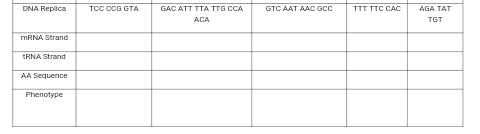 DNA Repilica
TCC COG GTA
GAC ATT TTA TTG CCA
GTC AAT AAC GCC
TTT TTC CAC
AGA TAT
ACA
TGT
MRNA Strand
tRNA Strand
AA Sequence
Phenotype
