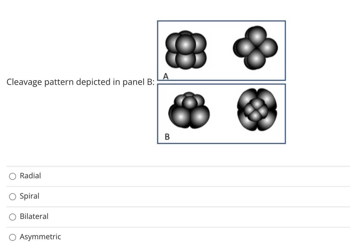 A
Cleavage pattern depicted in panel B:
B
Radial
O Spiral
Bilateral
O Asymmetric
