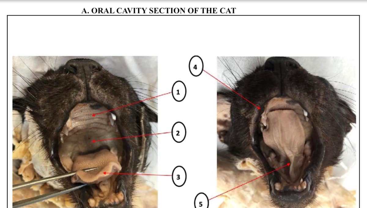 A. ORAL CAVITY SECTION OF THE CAT
2
3
4