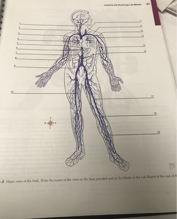 10
6
7
8
9
2
3
4
5
Anatomy and Physiology Lab Manual
13
367
-2 Major veins of the body. Write the names of the veins on the lines provided and on the blanks in the Lab Report at the end of th