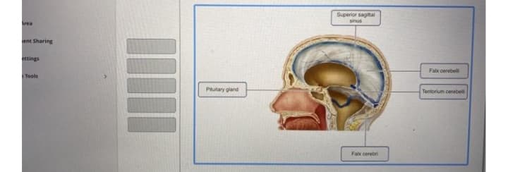 Superior sagital
sinus
Area
ent Sharing
ttings
Fabx cerebell
Tools
Putary gland
Tentorium cerebel
Falx cerebri
