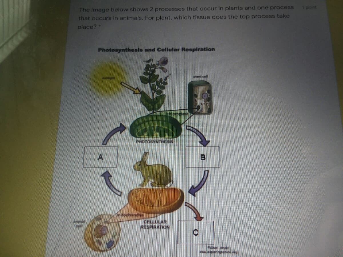 1 point
The image below shows 2 processes that occur in plants and one process
that occurs in animals. For plant, which tissue does the top process take
place?
Photosynthesis and Cellular Respiration
ant celt
PHOTOSYNTHESIS
A
mitochondria
CELLULAR
RESPIRATION
nima
Eplan tueg
