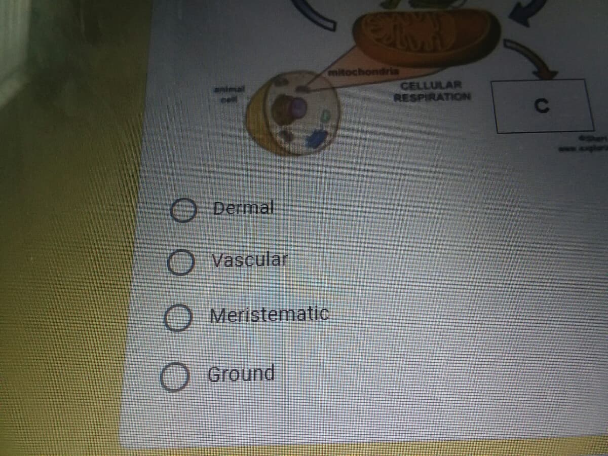 mitochondria
imal
cll
CELLULAR
RESPIRATION
C
Dermal
Vascular
O Meristematic
Ground
