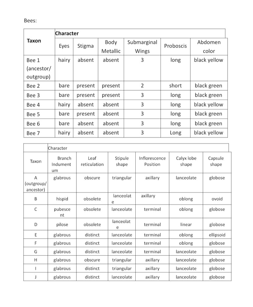 Bees:
Taxon
Bee 1
(ancestor/
outgroup)
Bee 2
Bee 3
Bee 4
Bee 5
Bee 6
Bee 7
Taxon
A
(outgroup/
ancestor)
B
C
D
E
F
G
H
I
J
Character
Body
Eyes
Stigma
Metallic
hairy absent absent
bare
present
present
bare present present
hairy absent
absent.
bare
present
absent
bare
absent.
absent.
hairy absent
absent
Character
um
Branch
Indument
glabrous
hispid
pubesce
nt
pilose
glabrous
glabrous
glabrous
glabrous
glabrous
glabroust
Leaf
reticulation.
obscure
obsolete
obsolete
obsolete
distinct
distinct
distinct
obscure
distinct
distinct
Submarginal
Wings
3
Stipule
shape
triangular
lanceolat
e
lanceolate
lanceolat
e
lanceolate
lanceolate
lanceolate
triangular
triangular
lanceolate
2
3
3
3
3
3
Inflorescence
Position
axillary
axillary
terminal
terminal
terminal
terminal
Proboscis
terminal
axillary
axillary
axillary
long
short
long
long
long
long
Long
Abdomen
color
black yellow
oblong
oblong
black green
black green
black yellow
black green
Calyx lobe.
shape.
linear
black green
black yellow
lanceolate
oblong
oblong
lanceolate
lanceolate
lanceolate
lanceolate
Capsule
shape.
globose
ovoid
globose
globose
ellipsoid
globose
globose
globose
globose
globose