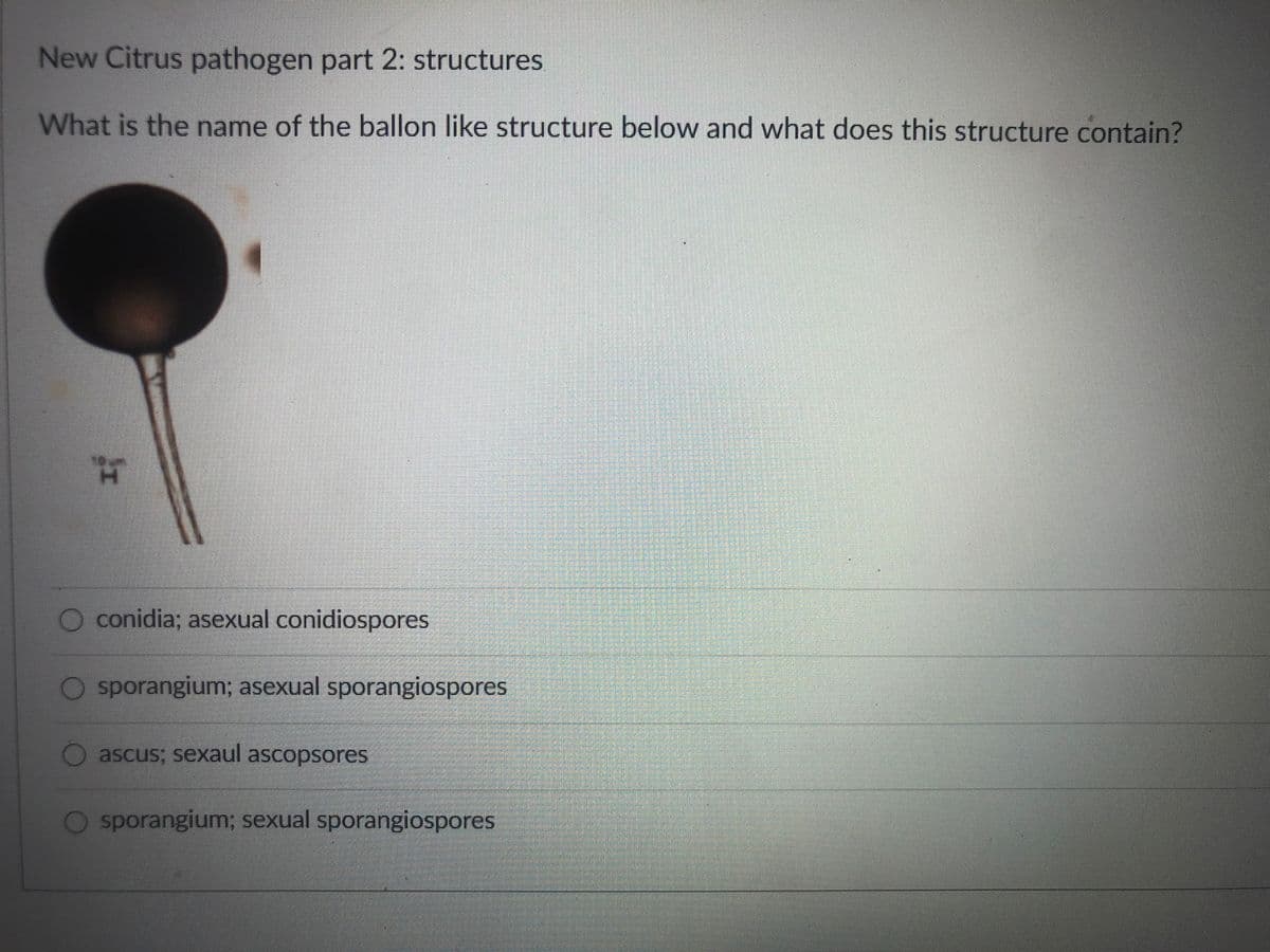 New Citrus pathogen part 2: structures
What is the name of the ballon like structure below and what does this structure contain?
conidia; asexual conidiospores
O sporangium; asexual sporangiospores
ascus; sexaul ascopsores
O sporangium; sexual sporangiospores
