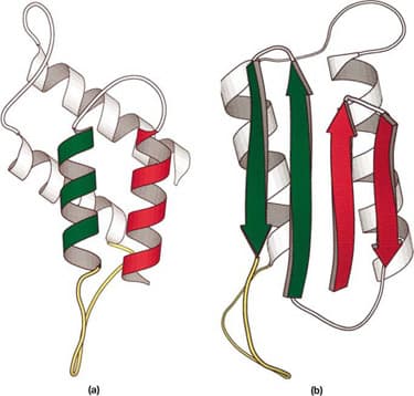 This image depicts two ribbon diagrams illustrating different structural elements of proteins.

**Diagram (a)**:
1. **Description**: The diagram displays a combination of alpha-helices (depicted as coiled ribbons) and loops (shown as thin lines). 
2. **Color Coding**:
   - The alpha-helices are colored red, green, and white, indicating different segments of the helix or possibly highlighting variations in the amino acid sequence or secondary structure.
   - The loops connecting the helices are colored yellow, indicating flexible regions between the more rigid helices.
3. **Structure Detailing**:
   - The helices are coiled, showcasing the characteristic helical structure formed by hydrogen bonds between the backbone amides of amino acids.
   - These helices are connected by short loop regions which allow for the transition from one helix to another.

**Diagram (b)**:
1. **Description**: This diagram shows a mixed structure composed of both beta-strands and alpha-helix.
2. **Color Coding**:
   - The beta-strands are colored green and form part of beta-sheets.
   - The alpha-helices are red, distinct from the beta-strands.
   - The loops connecting these regions are depicted as white and yellow thin lines.
3. **Structure Detailing**:
   - The beta-strands are represented by arrows pointing in the direction of the polypeptide chain, indicative of their parallel or anti-parallel orientation in a beta-sheet.
   - These strands form the edges of the protein structure, highlighting the sheet-like arrangement.
   - The loops and turns, shown as flexible regions, connect different beta-strands and the helical region, allowing the protein to fold into a specific three-dimensional structure.

These diagrams collectively illustrate the complexity and diversity of protein secondary structure. The alpha-helix and beta-sheet are fundamental elements of protein architecture, enabling the formation of the intricate tertiary structures required for biological function. Understanding these structures is crucial for studying protein function, stability, and interactions.