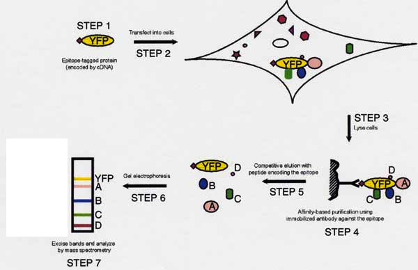 **Title: Epitope-Tagged Protein Interaction Study Workflow**

**Introduction:**

The figure illustrates a multi-step process used to study protein interactions using an epitope-tagged protein expressed in cells. Below is a detailed description of each step, accompanied by explanations of the graphical elements.

**Step-by-Step Workflow:**

**Step 1: Epitope-Tagged Protein (Encoded by cDNA)**
- **Description:** The process begins with the epitope-tagged protein, which is depicted by a rectangular yellow icon labeled "YFP" (Yellow Fluorescent Protein).
- **Graphical Element:** The yellow rectangle with "YFP" inside.

**Step 2: Transfection into Cells**
- **Description:** The cDNA encoding the epitope-tagged protein is transfected into cells, facilitating the expression of the tagged protein within them.
- **Graphical Element:** A stylized cell showing various molecules including the YFP-tagged protein, indicated as a yellow point within the cell.

**Step 3: Lyse Cells**
- **Description:** The cells are lysed to release their contents, including the YFP-tagged protein and associated complexes.
- **Graphical Element:** An arrow from the cell to the next step, indicating the cell lysis process.

**Step 4: Affinity-Based Purification Using Immobilized Antibody Against the Epitope**
- **Description:** The YFP-tagged protein and its associated complexes are captured using antibodies immobilized on a solid support targeted against the epitope.
- **Graphical Element:** A column representation with an immobilized antibody capturing the YFP-tagged protein and its interacting partners (colored shapes A, B, C, D).

**Step 5: Competitive Elution with Peptide Encoding the Epitope**
- **Description:** The YFP-tagged protein along with its associated complexes (A, B, C, D) are eluted using a competing peptide encoding the same epitope.
- **Graphical Element:** An arrow representing the competitive elution process, showing the YFP and the associated proteins being released.

**Step 6: Gel Electrophoresis**
- **Description:** The eluted components are separated by gel electrophoresis, allowing for the analysis of different proteins based on their size.
- **Graphical Element:** A gel with distinct bands corresponding to the YFP-tagged protein and associated proteins (A, B, C,