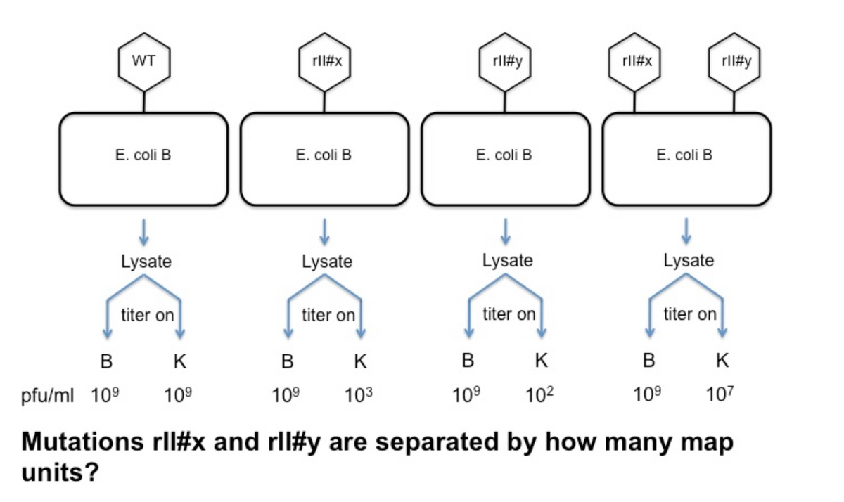 WT
E. coli B
Lysate
titer on
B
K
pfu/ml 10⁹ 10⁹
rll#x
E. coli B
Lysate
titer on
B
K
10⁹ 103
rll#y
E. coli B
Lysate
titer on
B
K
10⁹ 10²
rll#x
E. coli B
Lysate
titer on
rll#y
B
K
10⁹ 107
Mutations rll#x and rll#y are separated by how many map
units?