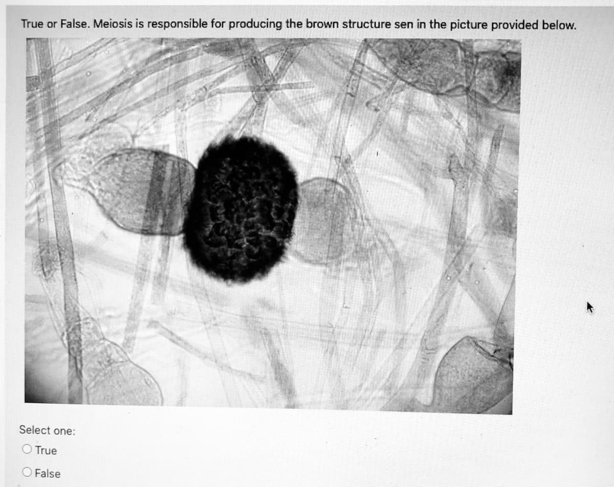 True or False. Meiosis is responsible for producing the brown structure sen in the picture provided below.
Select one:
O True
False
