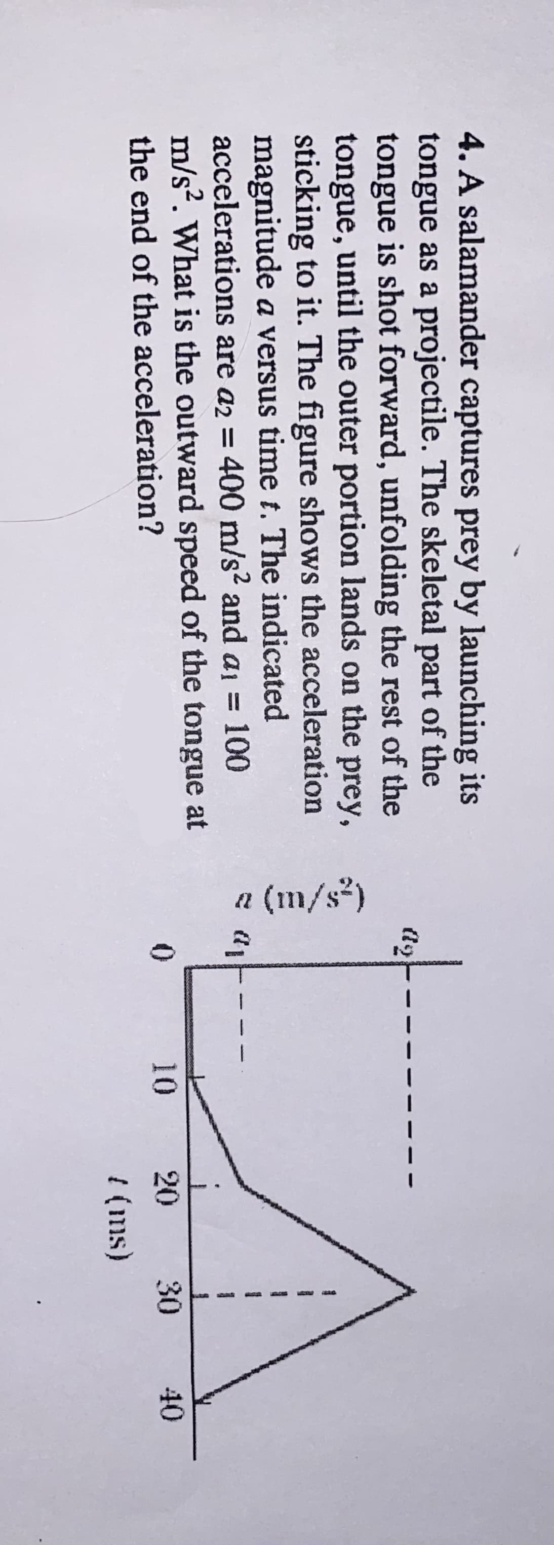 (m/s²)
4. A salamander captures prey by launching its
tongue as a projectile. The skeletal part of the
tongue is shot forward, unfolding the rest of the
tongue, until the outer portion lands on the prey,
sticking to it. The figure shows the acceleration
magnitude a versus time t. The indicated
accelerations are a2 = 400 m/s2 and a1 = 100
m/s?. What is the outward speed of the tongue at
%3D
%3D
the end of the acceleration?
10
20 30
40
{ (ms)
