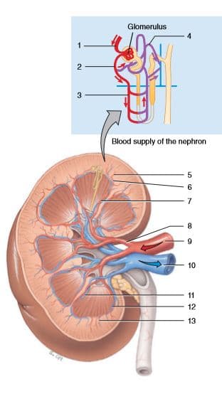 Glomerulus
Blood supply of the nephron
10
11
12
13
n O7 o a
2.
