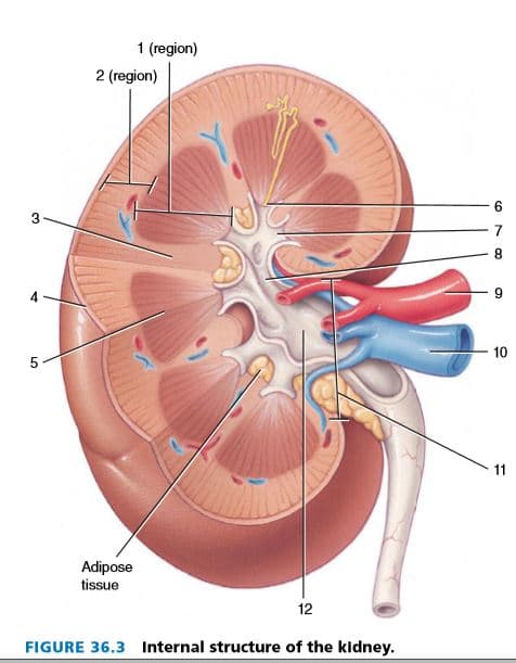 1 (region)
2 (region)
6.
3.
7
8
10
11
Adipose
tissue
12
FIGURE 36.3 Internal structure of the kidney.
