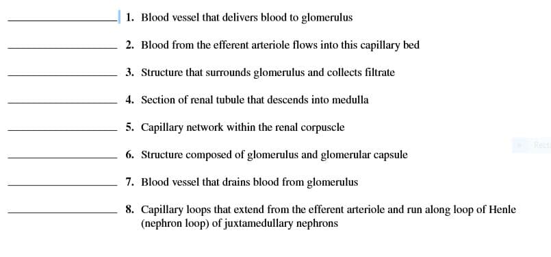 1. Blood vessel that delivers blood to glomerulus
2. Blood from the efferent arteriole flows into this capillary bed
3. Structure that surrounds glomerulus and collects filtrate
4. Section of renal tubule that descends into medulla
5. Capillary network within the renal corpuscle
Rect
6. Structure composed of glomerulus and glomerular capsule
7. Blood vessel that drains blood from glomerulus
8. Capillary loops that extend from the efferent arteriole and run along loop of Henle
(nephron loop) of juxtamedullary nephrons
