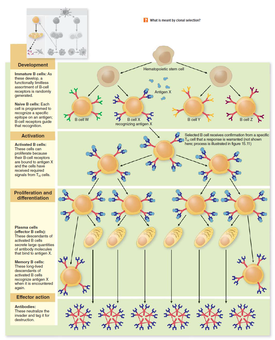 ? What
smeant by clonal selection?
Development
Hematopoietic stem cell
Immature B cells: As
these develop, a
functionally limitless
assortment of B-cell
receptors is randomly
generated.
Antigen X
Naive B cells: Each
cell is programmed to
recognize a specific
epitope on an antigen;
B-cell receptors guide
that recognition.
B cell X
recognizing antigen X
B cell W
B cell Y
B cell Z
Selected B cell receives confirmation from a specific
TH cell that a response is warranted (not shown
here; process is illustrated in figure 15.11)
Activation
Activated B cells:
These cells can
proliferate because
their B-cell receptors
are bound to antigen X
and the cells have
received required
cells.
signals from TH
Proliferation and
differentiation
Plasma cells
(effector B cells):
These descendants of
activated B cells
secrete large quantities
of antibody molecules
that bind to antigen X.
Memory B cells:
These long-lived
descendants of
activated B cells
recognize antigen X
when it is encountered
again.
Effector action
Antibodies:
These neutralize the
invader and tag it for
destruction.
