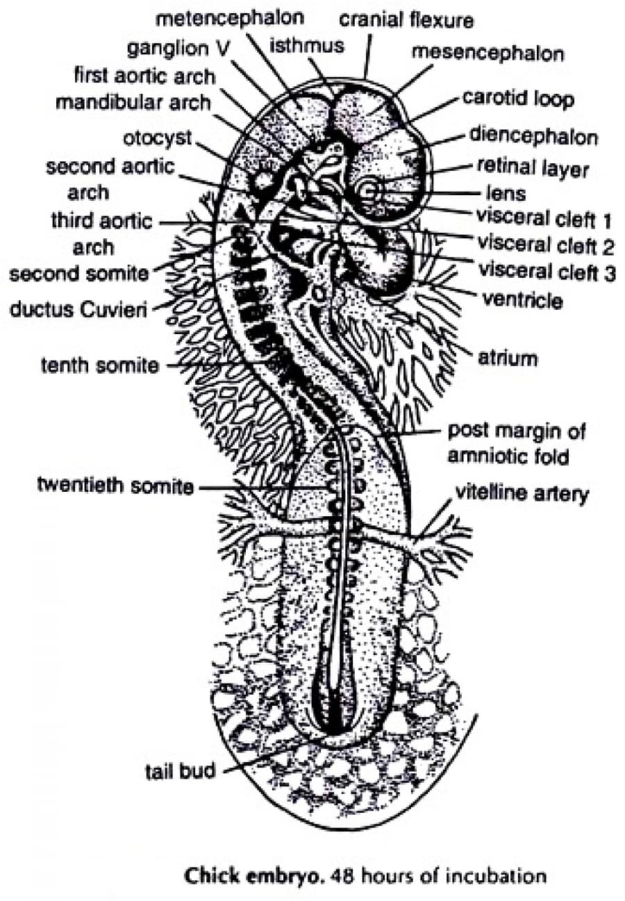 metencephalon
ganglion V
first aortic arch
mandibular arch
cranial flexure
isthmus
mesencephalon
carotid loop
diencephalon
retinal layer
otocyst,
second aortic,
arch
-lens
visceral cleft 1
visceral cleft 2
visceral cleft 3
third aortic
arch
second somite
ventricle
ductus Cuvieri
atrium
tenth somite
post margin of
amniotic fold
twentieth somite
vitelline artery
tail bud
Chick embryo. 48 hours of incubation
