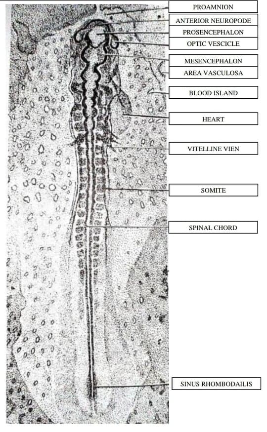 PROAMNION
ANTERIOR NEUROPODE
PROSENCEPHALON
OPTIC VESCICLE
MESENCEPHALON
AREA VASCULOSA
BLOOD ISLAND
HEART
VITELLINE VIEN
SOMITE
SPINAL CHORD
SINUS RHOMBODAILIS
