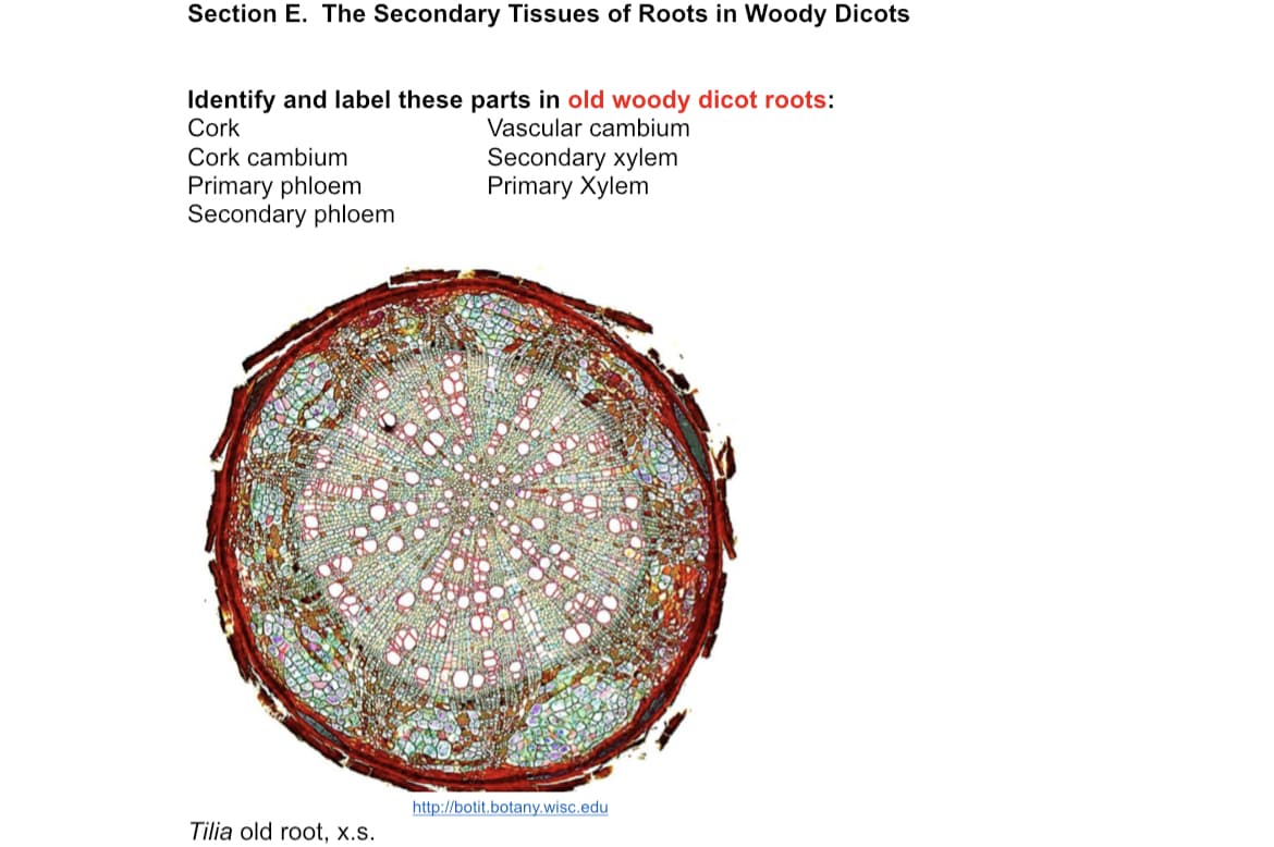 Section E. The Secondary Tissues of Roots in Woody Dicots
Identify and label these parts in old woody dicot roots:
Cork
Vascular cambium
Secondary xylem
Primary Xylem
Cork cambium
Primary phloem
Secondary phloem
http://botit.botany.wisc.edu
Tilia old root, x.s.
