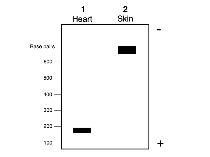 1
2
Heart
Skin
Base pairs
600
500
400
300
200
100
+
