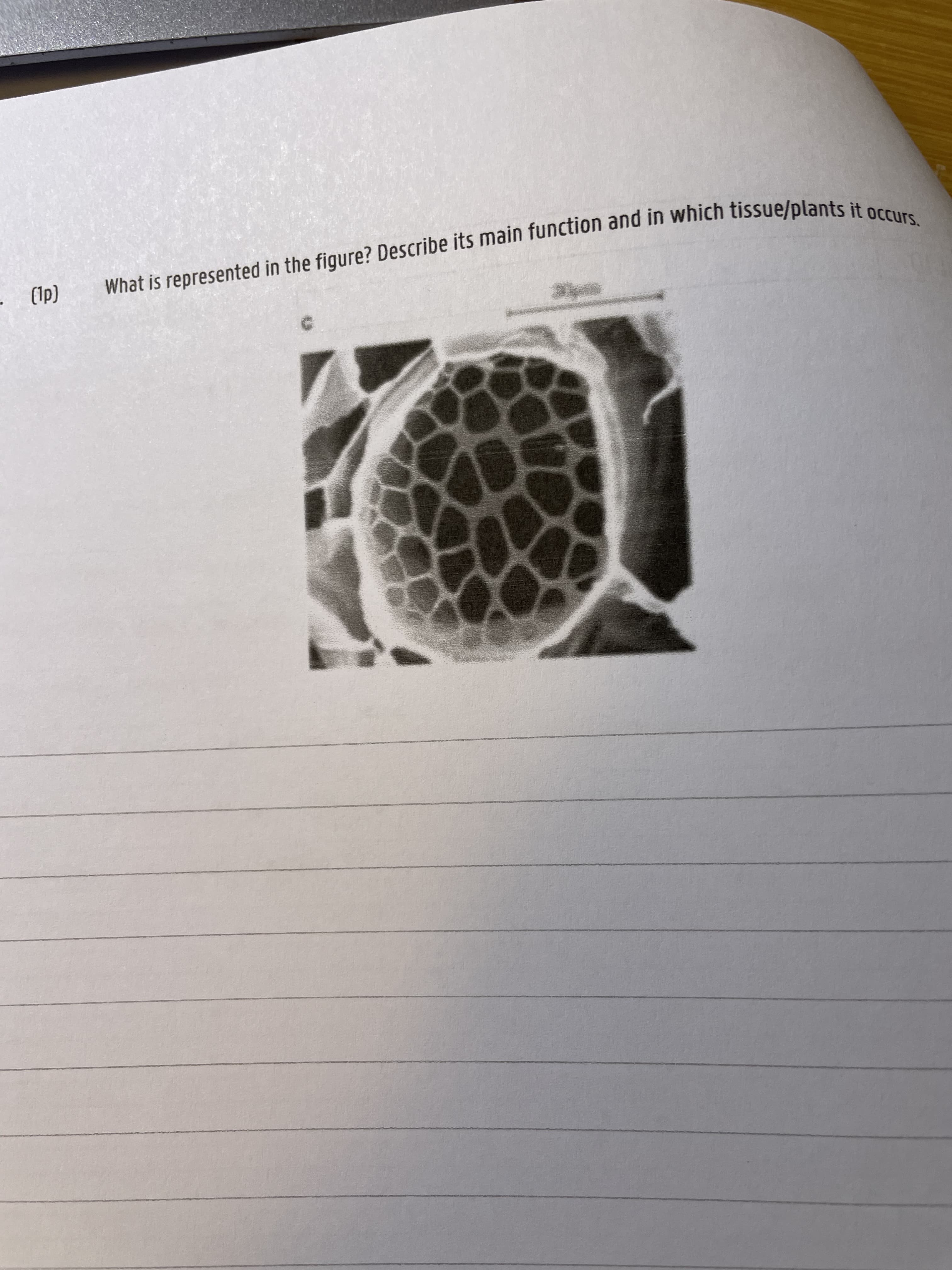 What is represented in the figure? Describe its main function and in which tissue/plants it occurs.
